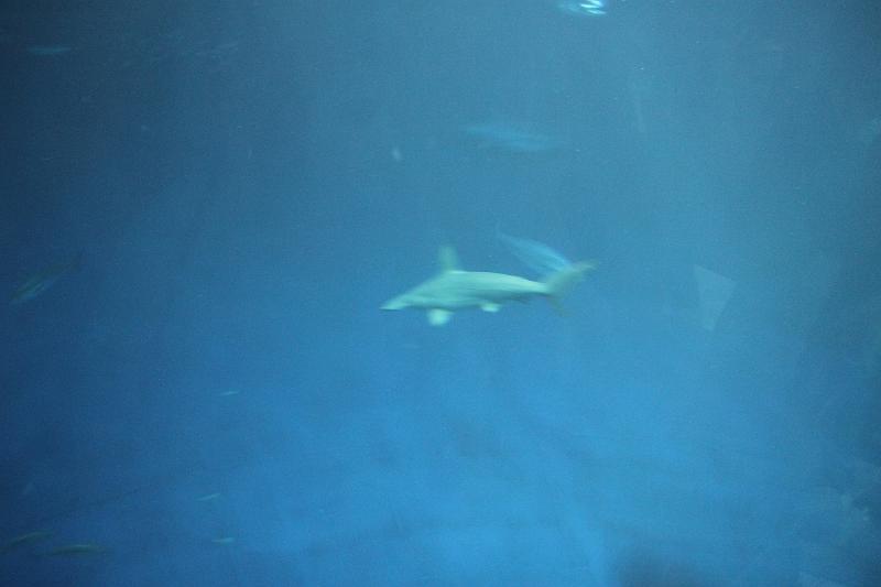 IMG_4343.JPG
