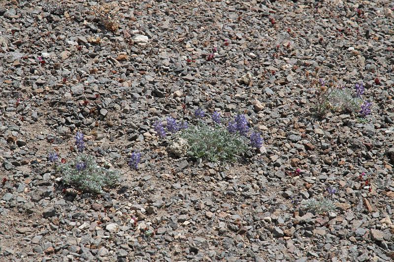 IMG_9158.JPG